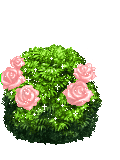 A rose bush 