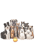 12 Hungry Dogs Vs