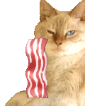 Kitty likey Bacon