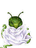 sipping nectar...