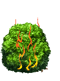The Burning Bush 