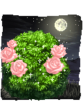 Moon Lit Roses