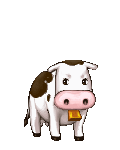 A Cow 
